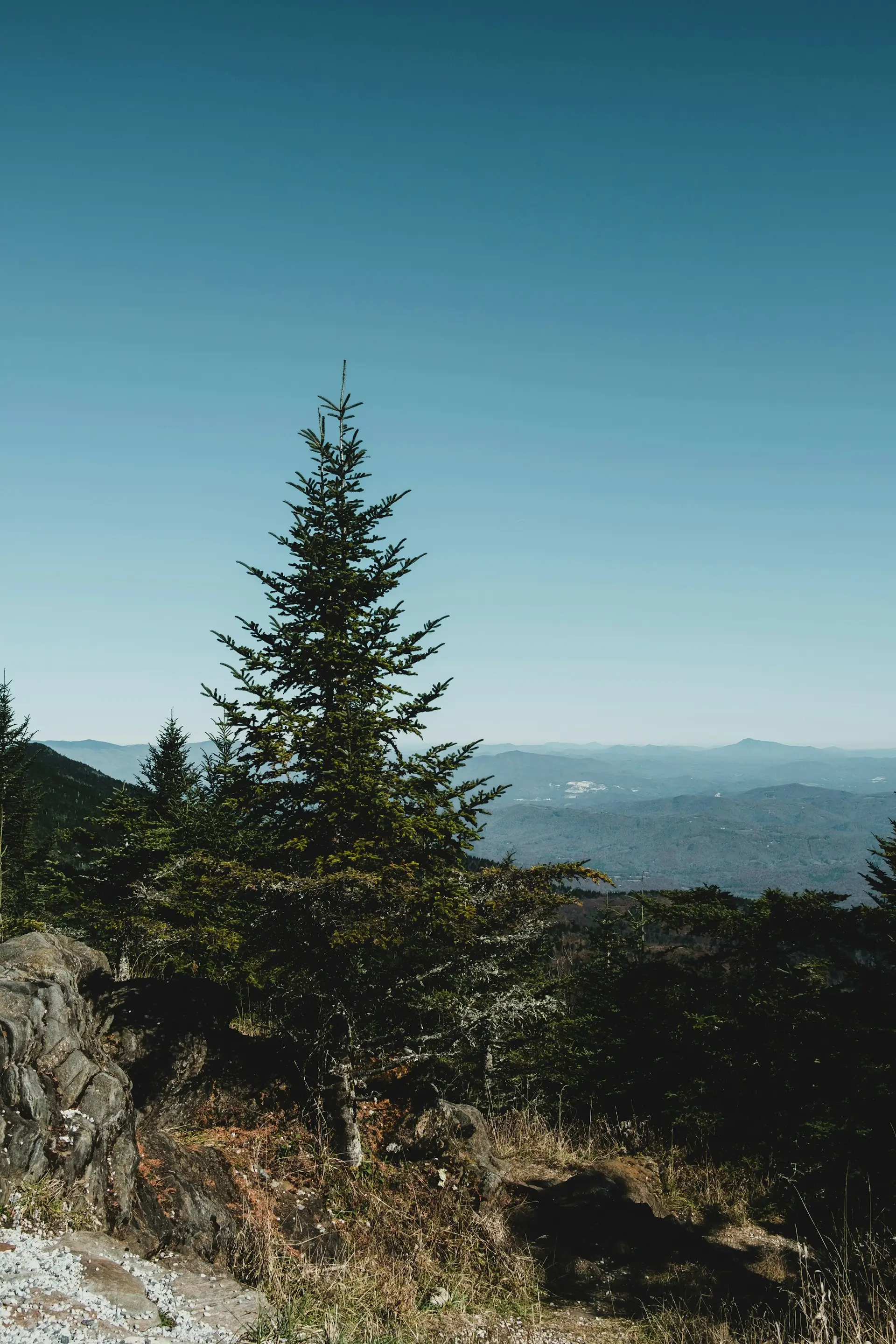 Pine boom niet gevonden